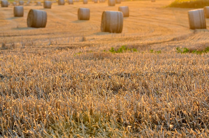 Fall Harvest